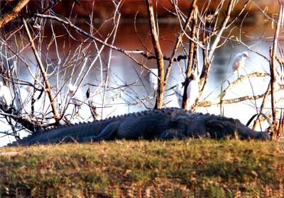 Alligator  Big in a lake on Fla. State campus.