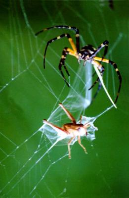 Black and Yellow Argiope Spider and grasshopper