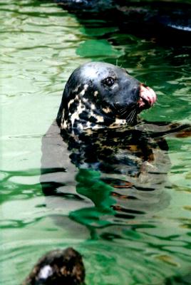 Seal In Baltimore Near the harbour.