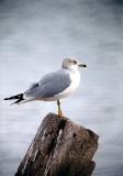 Bird rignbill gull