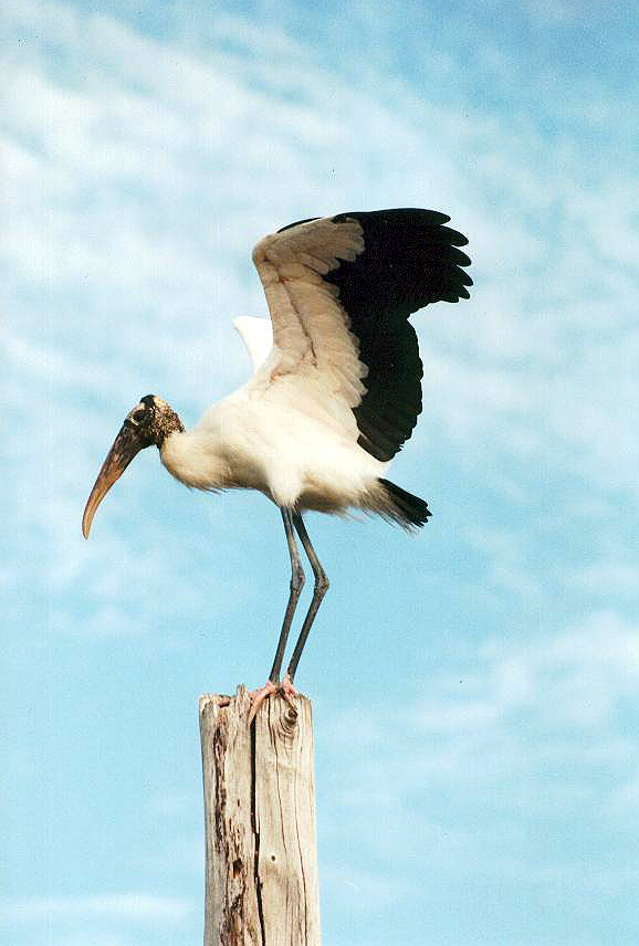 Bird woodstork