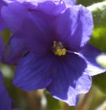 african violet 1