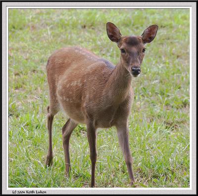 Deer - CRW_1390 copy.jpg