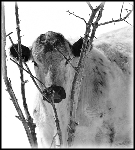 Theyll never see me behind this tree by David Fink