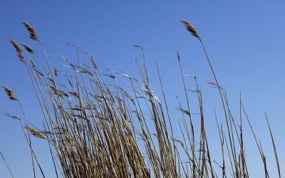 blowingweeds.jpg