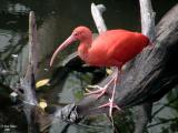 Scarlet Ibis 2