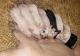 Small pigs, large dinner