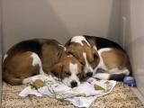 Dogs asleep