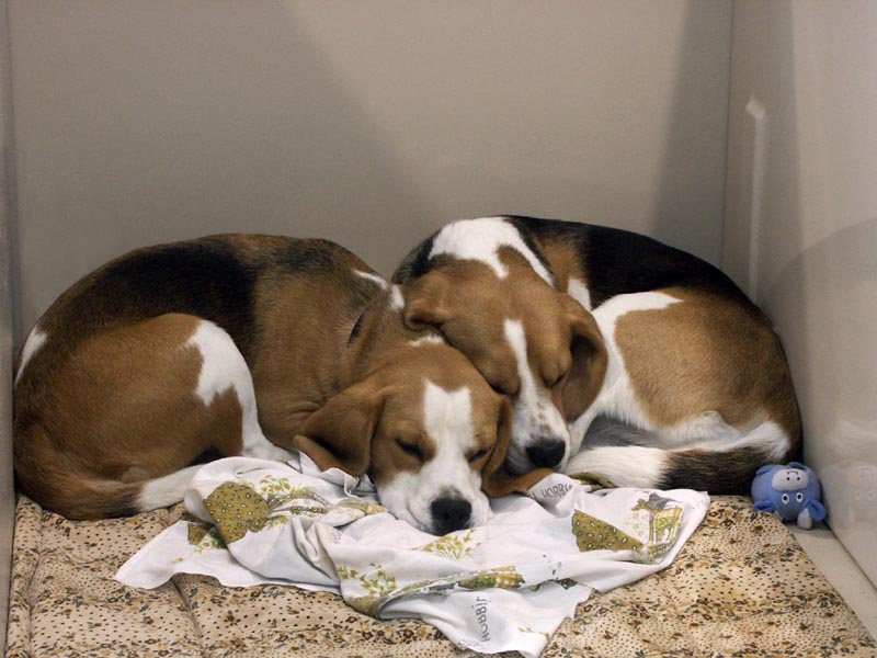 Dogs asleep