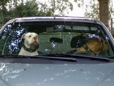 Parking dogs