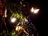 Christmas time