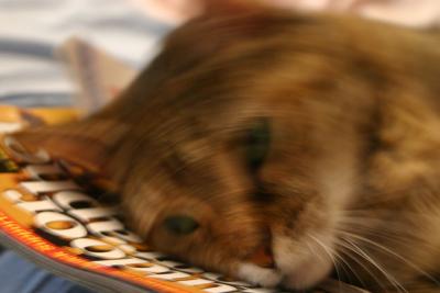 Tiger in Motion