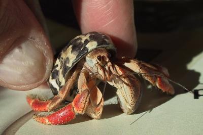 Hermit Crab (15285)