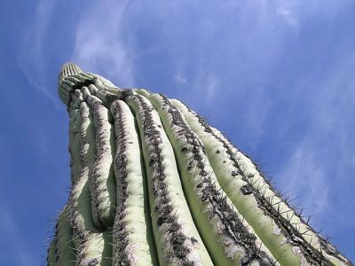 Cactus In Residents Yard, Tucson AZ (dscn5364b)