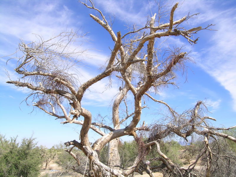 Desert Tree Outside Tucson, AZ (dscn5657b)