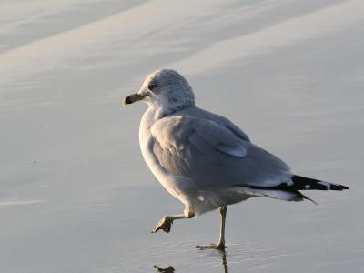 Ring-Billed Gull