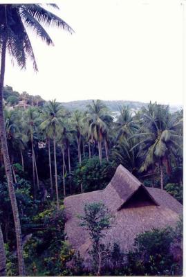 Coconut trees at Cocobeach resort