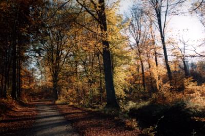 nDAN100233_wood_Autumn.jpg