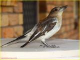 Pied Butcherbird - Cracticus nigrogularis