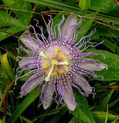 Passion Flower, Purple