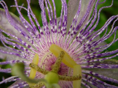 Passion Flower, Purple