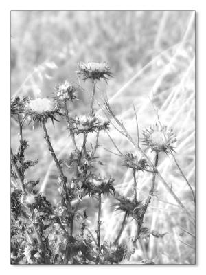 The Thistle Patch