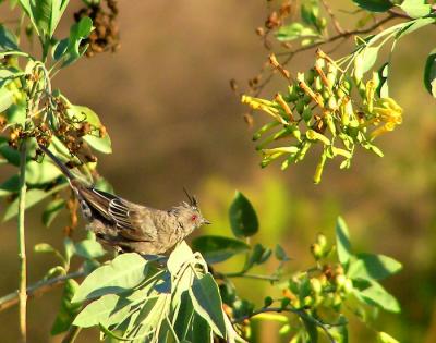 phainopepla female in nicotiana 2.jpg