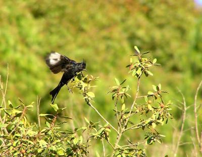 phainopepla male.jpg