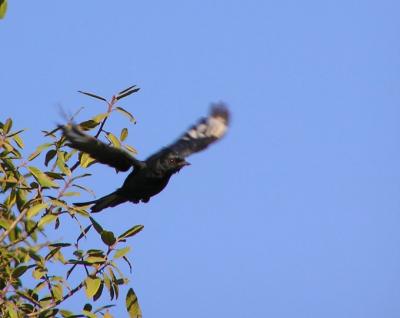 phainopepla male 3.jpg