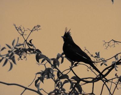 phainopepla sepia.jpg