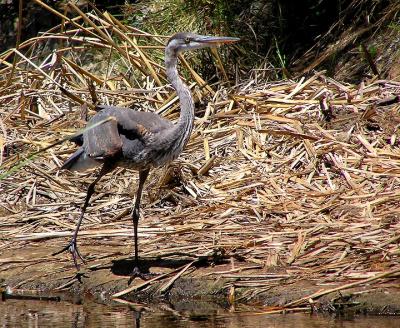 great blue.jpg