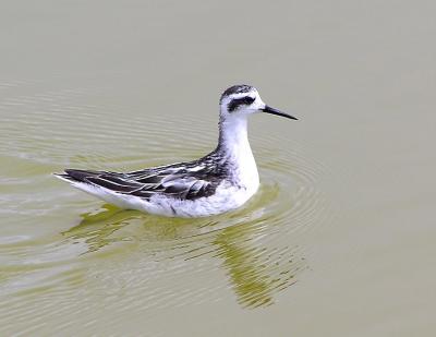 u8/lesliej/medium/32877038.redneckedphalarope2.jpg