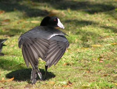 coot stretch.jpg