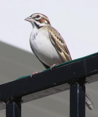 lark sparrow 2.jpg