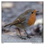 Robin in the Lake District