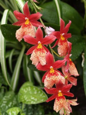 Orchides-04