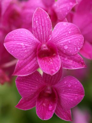 Orchides-05