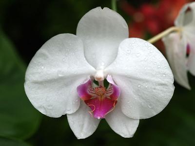 Orchides-06