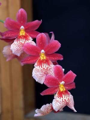 Orchides-07
