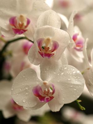 Orchides-09