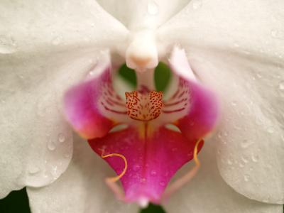 Orchides-10.jpg