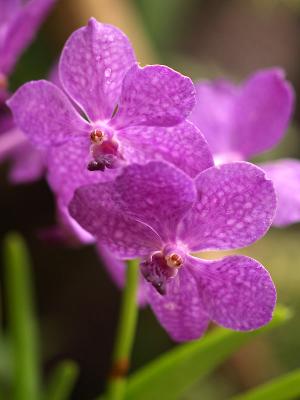 Orchides-11