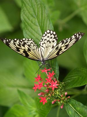u8/lhoedicais/medium/32833777.Papillons01.jpg