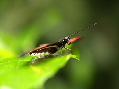 u8/lhoedicais/medium/32833788.Papillons12.jpg