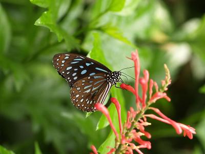 u8/lhoedicais/medium/32833791.Papillons15.jpg