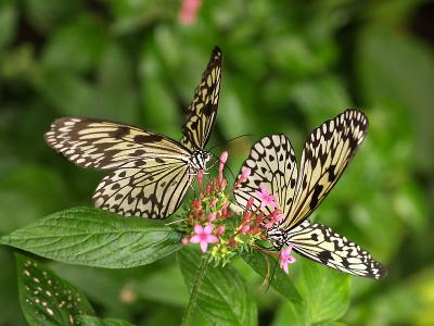 Papillons