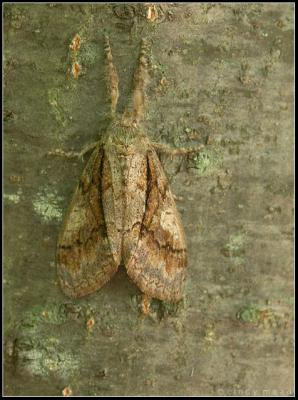streaked tussock moth (dasychira obliquata)