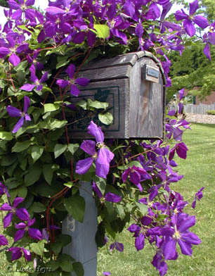 Lavender Clematis Mailbox
