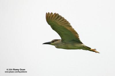 Black-crowned Night-Heron 

Scientific name - Nycticorax nycticorax 

Habitat - Uncommon, roosting in trees often near water during the day, flying out in loose flocks at twilight to feed in a variety of wetlands from ricefields to mangroves. 

