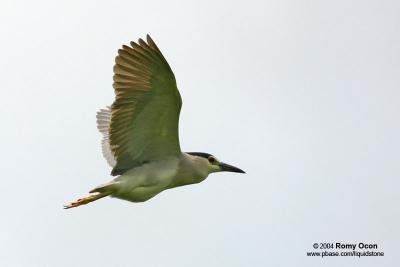 Black-crowned Night-Heron 

Scientific name - Nycticorax nycticorax 

Habitat - Uncommon, roosting in trees often near water during the day, flying out in loose flocks at twilight to feed in a variety of wetlands from ricefields to mangroves. 

